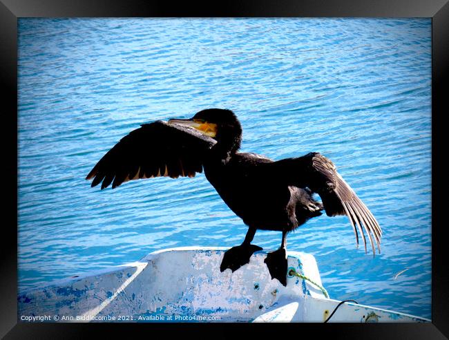 Cormorant drying his wings with darkened edges Framed Print by Ann Biddlecombe