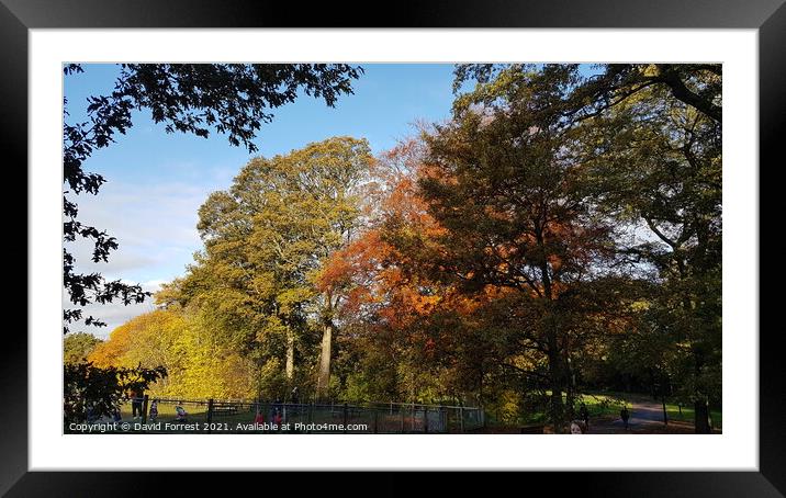 Autumn Trees Framed Mounted Print by David Forrest