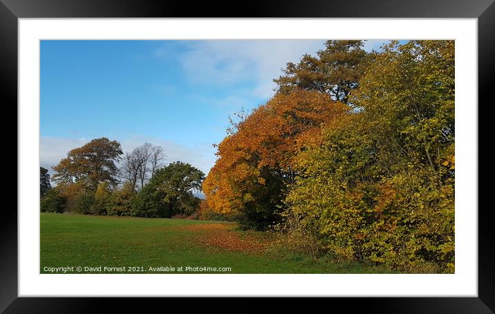 Plant tree Framed Mounted Print by David Forrest