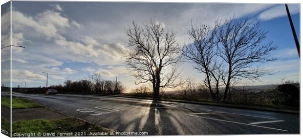 Tree silhouette Canvas Print by David Forrest