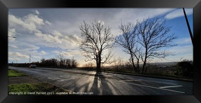 Tree silhouette Framed Print by David Forrest