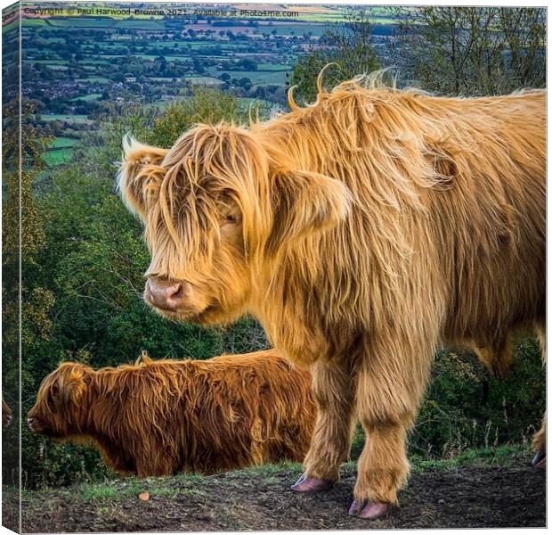 Highland Cattle Canvas Print by Paul Harwood-Browne
