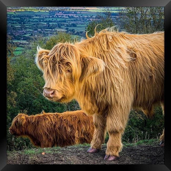 Highland Cattle Framed Print by Paul Harwood-Browne
