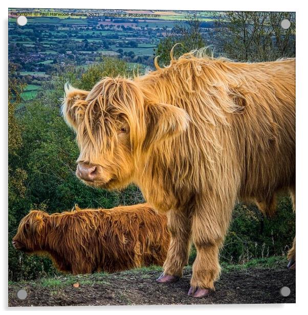 Highland Cattle Acrylic by Paul Harwood-Browne