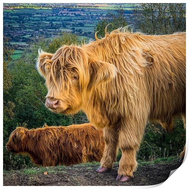 Highland Cattle Print by Paul Harwood-Browne