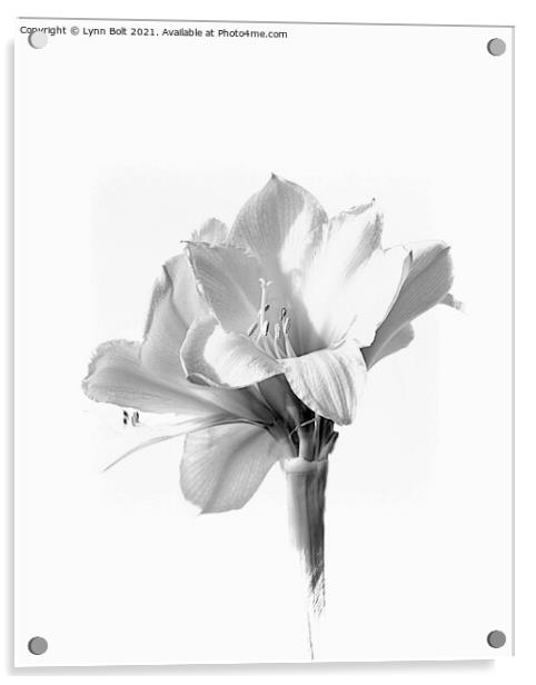 Amaryllis in Black and White Acrylic by Lynn Bolt