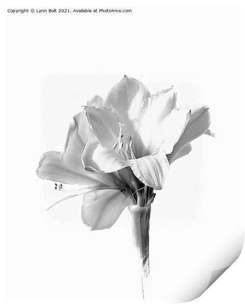 Amaryllis in Black and White Print by Lynn Bolt