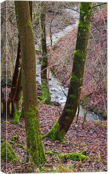 The concealed stream Canvas Print by David McCulloch
