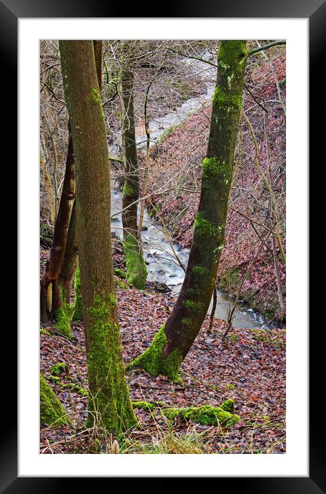 The concealed stream Framed Mounted Print by David McCulloch