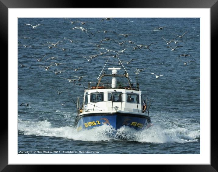 Catch of the day Framed Mounted Print by Sue Walker
