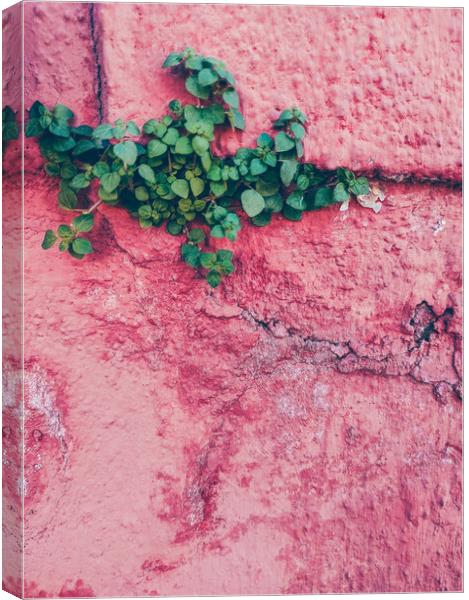 Green plant growing up in a pink wall Canvas Print by Sol Cantero
