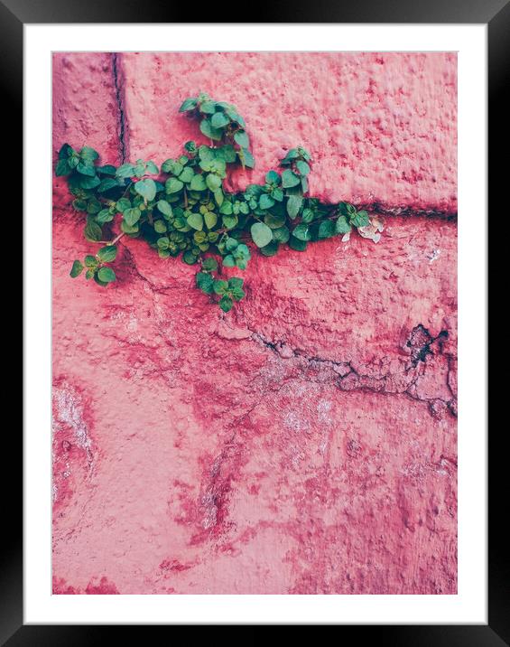 Green plant growing up in a pink wall Framed Mounted Print by Sol Cantero