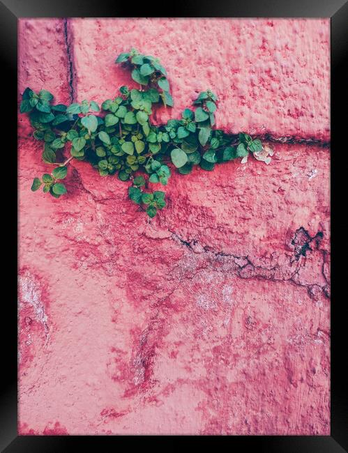 Green plant growing up in a pink wall Framed Print by Sol Cantero