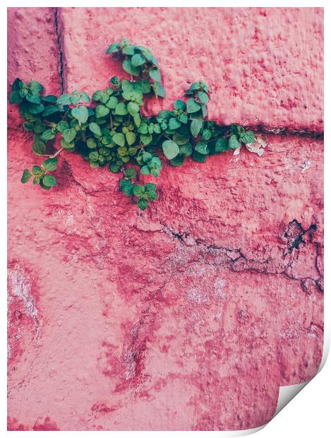 Green plant growing up in a pink wall Print by Sol Cantero