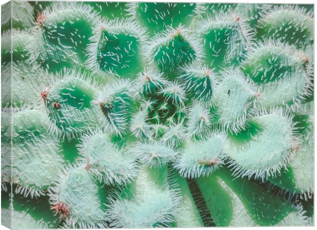 Exotic succulent plant call Echeveria Setosa Canvas Print by Sol Cantero