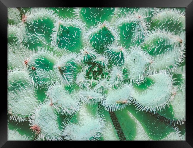 Exotic succulent plant call Echeveria Setosa Framed Print by Sol Cantero
