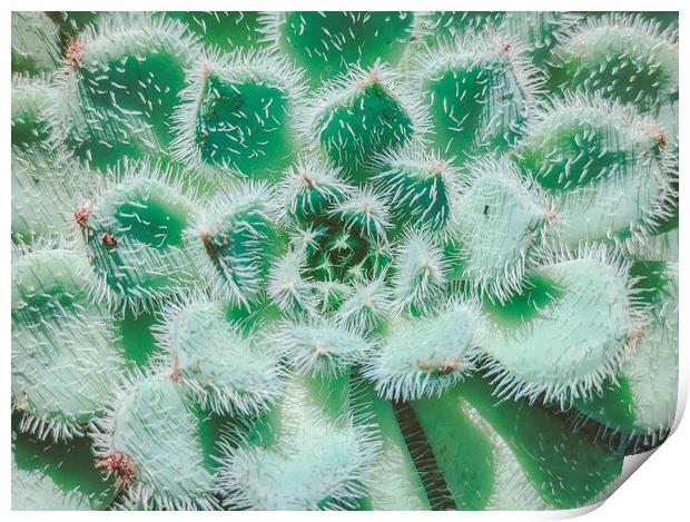 Exotic succulent plant call Echeveria Setosa Print by Sol Cantero