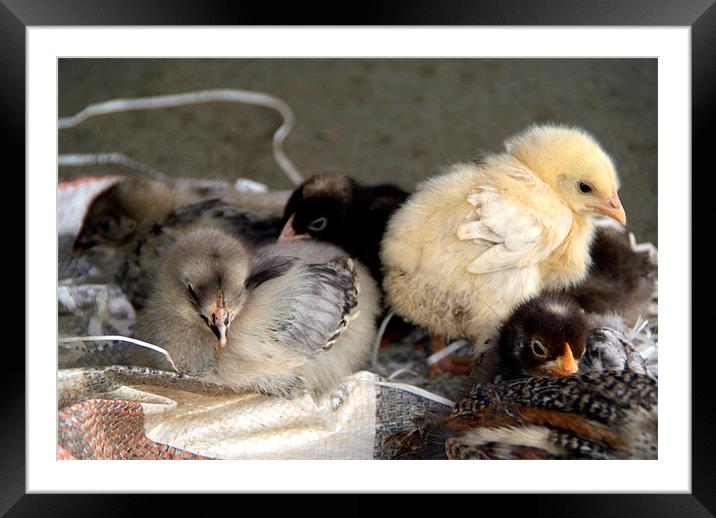 Five Young Chicks Framed Mounted Print by Serena Bowles