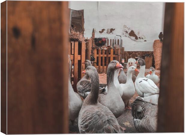Many domestic geese inside a farm Canvas Print by Sol Cantero