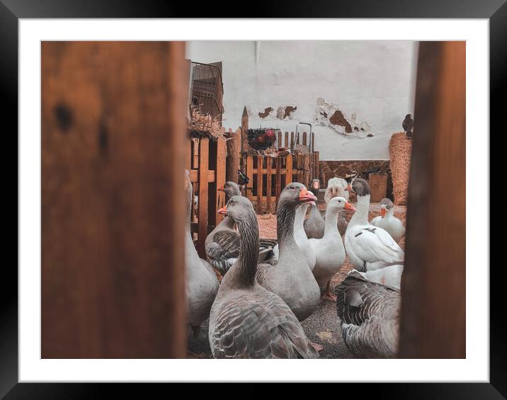 Many domestic geese inside a farm Framed Mounted Print by Sol Cantero