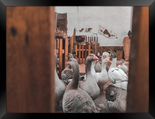 Many domestic geese inside a farm Framed Print by Sol Cantero