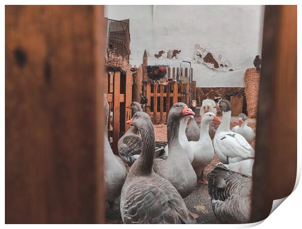 Many domestic geese inside a farm Print by Sol Cantero
