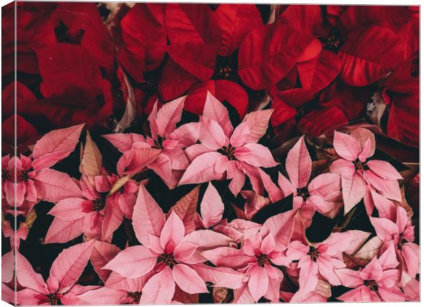 Pattern of poinsettia, the christmas flower Canvas Print by Sol Cantero