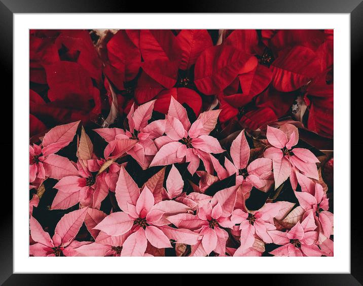 Pattern of poinsettia, the christmas flower Framed Mounted Print by Sol Cantero
