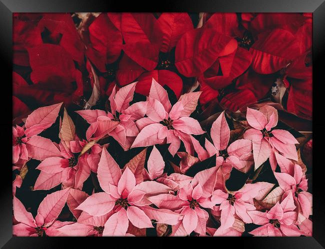 Pattern of poinsettia, the christmas flower Framed Print by Sol Cantero