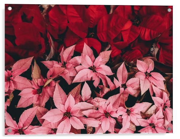 Pattern of poinsettia, the christmas flower Acrylic by Sol Cantero