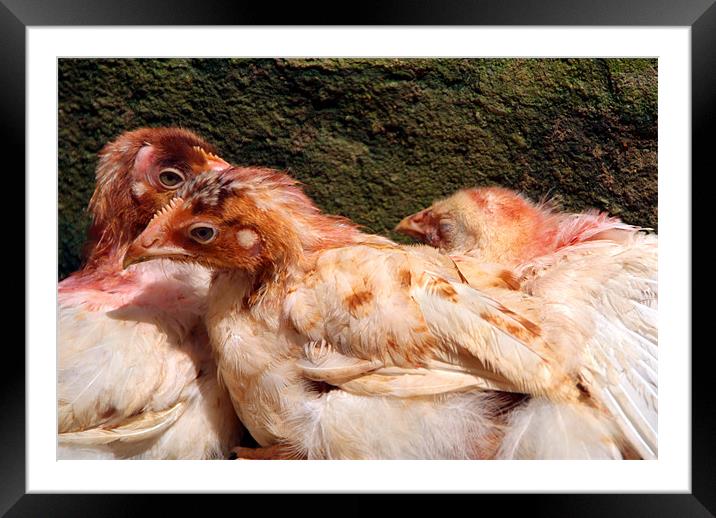Three Chickens Nestled Against a Wall Framed Mounted Print by Serena Bowles