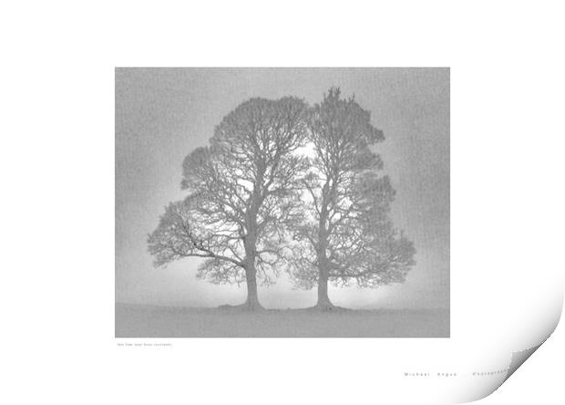 Twin Tree (Glen Fruin [Scotland]) Print by Michael Angus