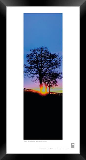 Trees at Dawn (Helensburgh [Scotland]) Framed Print by Michael Angus