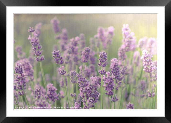 Stylised Image Of Lavender Fields Framed Mounted Print by Peter Greenway