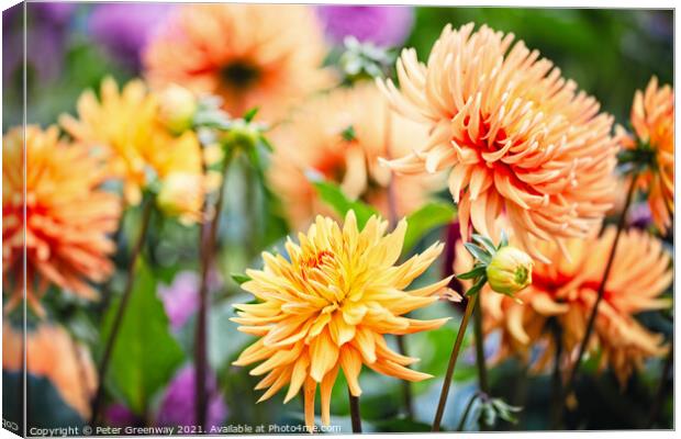 A Riot Of Yellow & Orange Dahlia's Canvas Print by Peter Greenway