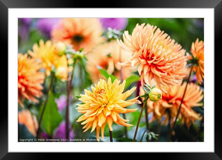 A Riot Of Yellow & Orange Dahlia's Framed Mounted Print by Peter Greenway