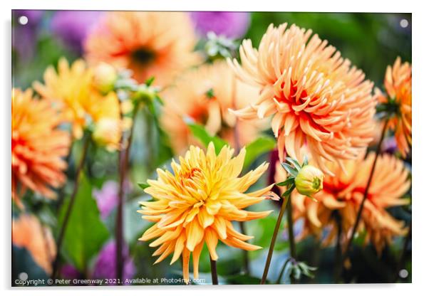 A Riot Of Yellow & Orange Dahlia's Acrylic by Peter Greenway