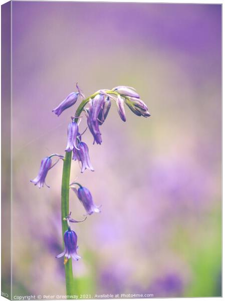 Isolated Bluebell In Dockey Wood On The Ashridge E Canvas Print by Peter Greenway