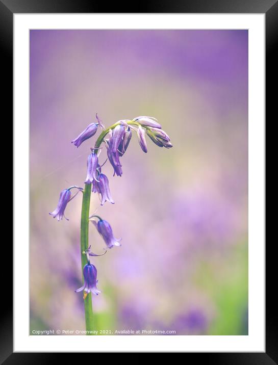 Isolated Bluebell In Dockey Wood On The Ashridge E Framed Mounted Print by Peter Greenway