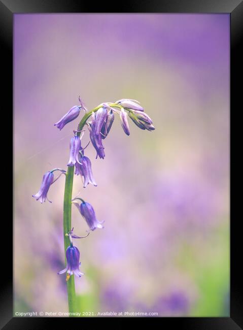 Isolated Bluebell In Dockey Wood On The Ashridge E Framed Print by Peter Greenway