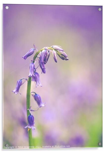 Isolated Bluebell In Dockey Wood On The Ashridge E Acrylic by Peter Greenway