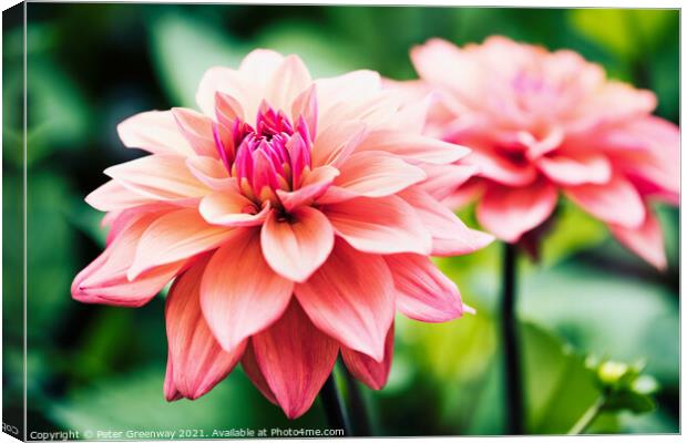 Shaggy Pink Dahlias Canvas Print by Peter Greenway