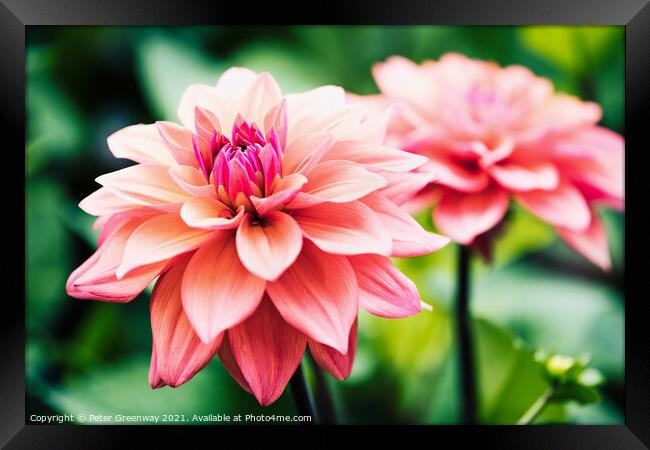 Shaggy Pink Dahlias Framed Print by Peter Greenway