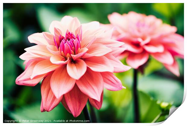 Shaggy Pink Dahlias Print by Peter Greenway