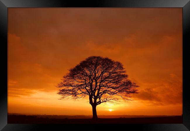 sunrise tree Framed Print by Simon Johnson