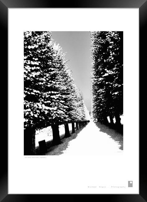 Tree Avenue (Kings Garden [Copenhagen]) Framed Print by Michael Angus