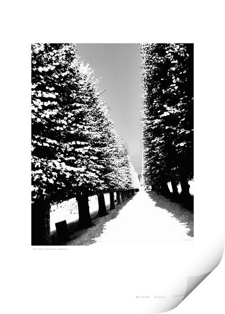 Tree Avenue (Kings Garden [Copenhagen]) Print by Michael Angus