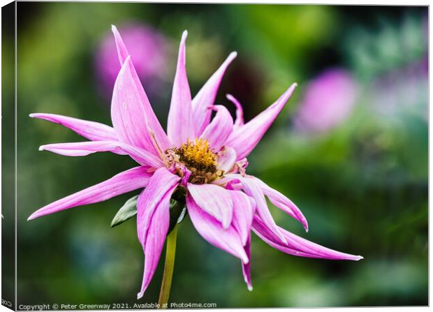 Pink Dahlia In The Flower Border Of Rousham House Canvas Print by Peter Greenway