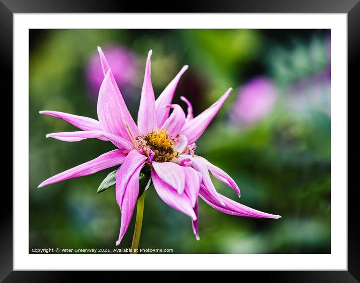 Pink Dahlia In The Flower Border Of Rousham House Framed Mounted Print by Peter Greenway