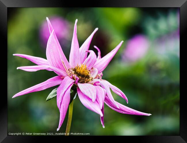 Pink Dahlia In The Flower Border Of Rousham House Framed Print by Peter Greenway